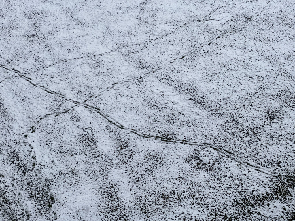 Rock Salt